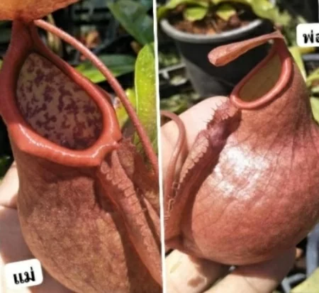 Непентес Ehorelii растение