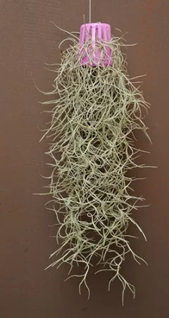 картинка Тилландсия Уснеевидная Tillandsia (Луизианский мох) от магазина ThFlora