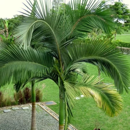 картинка Королевская пальма (Archontophoenix alexandrae) семена 2 шт от магазина ThFlora
