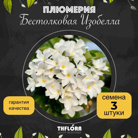 картинка Плюмерия "Бестолковая Изабелла" семена 3 шт от магазина ThFlora