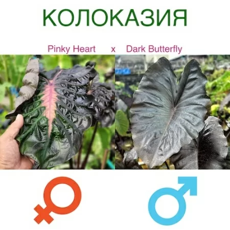 colocasia-pinky-heart-x-dark-butterfly