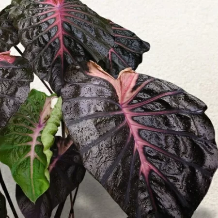 картинка Колоказия Псайлок (Colocasia Psylocke) корневище от магазина ThFlora