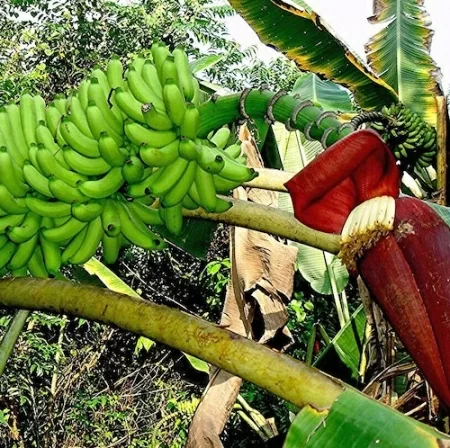картинка Банан (Musa thomsonii) семена 3 шт от магазина ThFlora