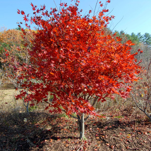 картинка Красный Японский Клен (Acer Palmatum) семена 2 шт от магазина ThFlora
