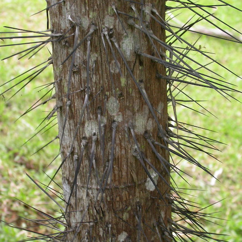 картинка Пальма Нибонг (Oncosperma tigillarium) семена 3 шт от магазина ThFlora