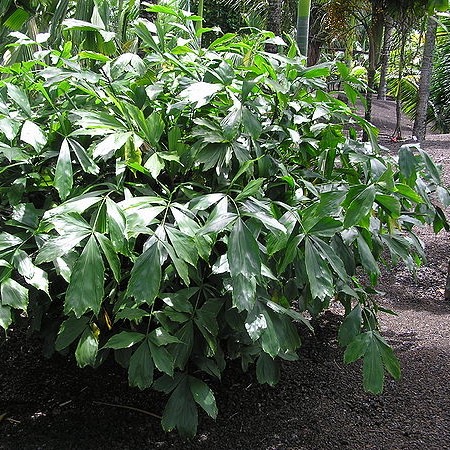 картинка Аренга хвостатая (Arenga caudata) семена 3 шт от магазина ThFlora