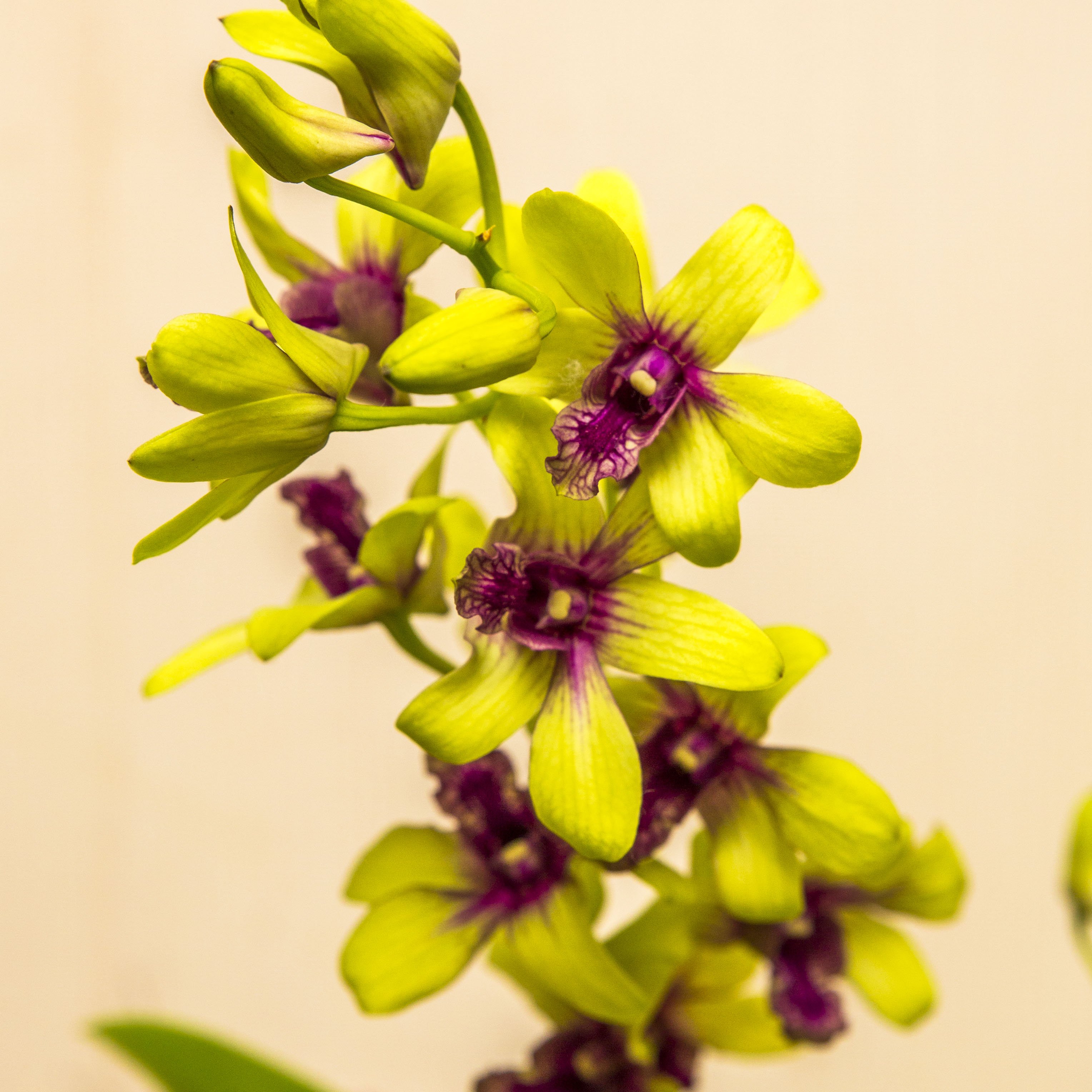 картинка Дендробиум-Фаленопсис (Dendrobium Phalaenopsis) 4946 от магазина ThFlora