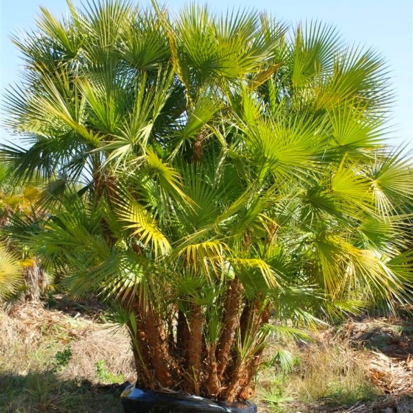 картинка Ацелорафа (Acoelorrhaphe wrightii, Paurotis​ palm) семена 3 шт от магазина ThFlora