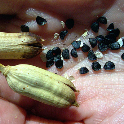 картинка Агава Тёмная (Agave Obscura) семена 3 шт от магазина ThFlora