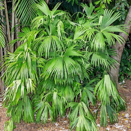 картинка Карлюдовика пальмовидная (Carludovica palmata) семена 10 штук от магазина ThFlora