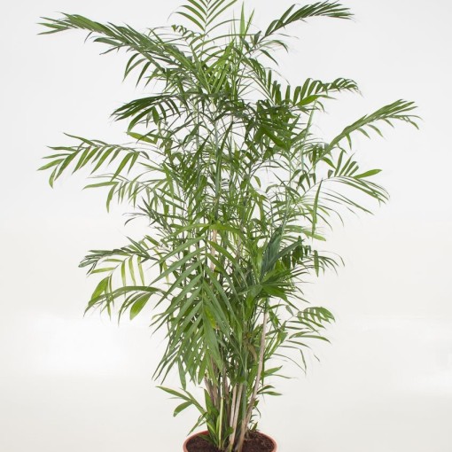 картинка Хамедорея Зейфритца (Chamaedorea seifrizii) семена 2 шт от магазина ThFlora