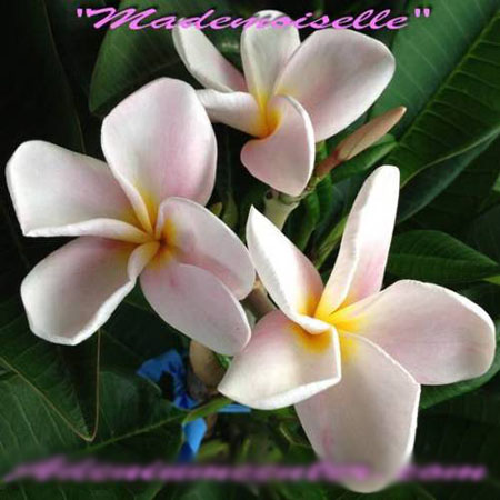 картинка Плюмерия Mademoiselle молодое растение #2 от магазина ThFlora