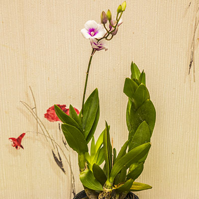 картинка Дендробиум-Фаленопсис (Dendrobium Phalaenopsis) 4940 от магазина ThFlora