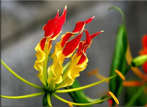 картинка Глориоза роскошная (Gloriosa Superba) от магазина ThFlora