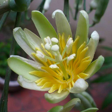 картинка Пассифлора Крупнолистная (Passiflora macrophylla) семена 2 шт от магазина ThFlora