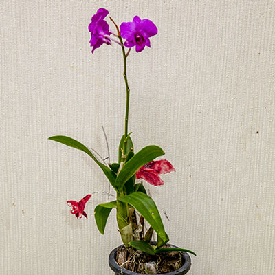 картинка Дендробиум-Фаленопсис (Dendrobium Phalaenopsis) 4925 от магазина ThFlora