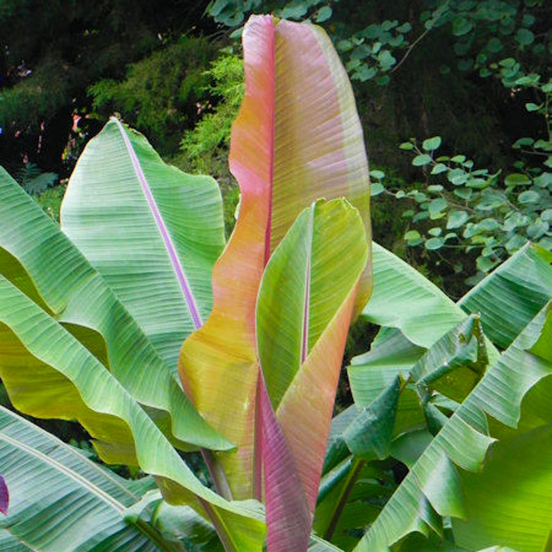 картинка Банан дарджилингский (Musa sikkimensis) семена 2 шт от магазина ThFlora