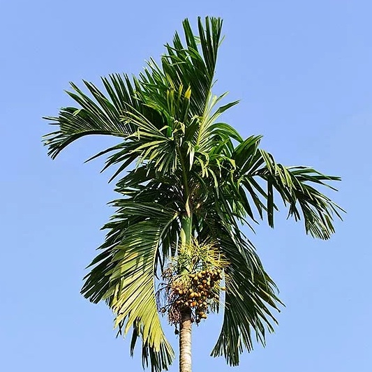 фото Арека катеху (Areca catechu) Бетелевая пальма растение от магазина ThFlora