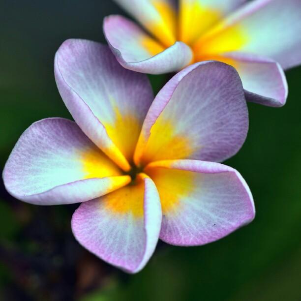 картинка Плюмерия Purple молодое растение от магазина ThFlora
