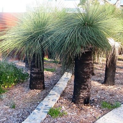 картинка Ксанторрея - травяное дерево Xanthorrhoea Australis семена 3 шт от магазина ThFlora