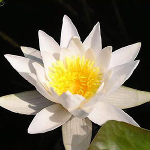 картинка Нимфея Nymphaea White Day Water Lily от магазина ThFlora
