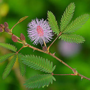 картинка Мимоза Стыдливая (Mimosa pudica) семена 10 шт от магазина ThFlora