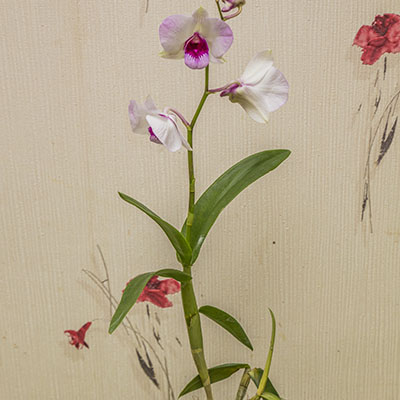 картинка Дендробиум-Фаленопсис (Dendrobium Phalaenopsis) 4938 от магазина ThFlora