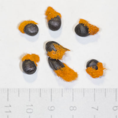 картинка Стрелитция Королевская (Strelitzia Reginae) семена 3 шт от магазина ThFlora