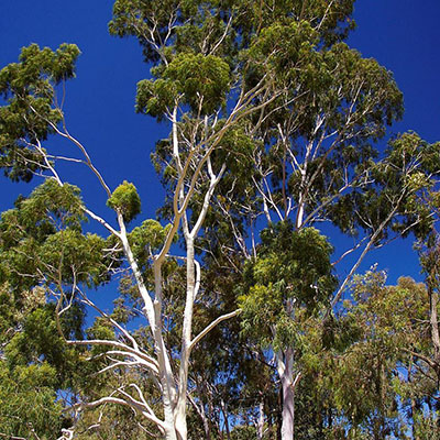картинка Эвкалипт Лимонный (Eucalyptus Corymbia Citriodara) семена от магазина ThFlora