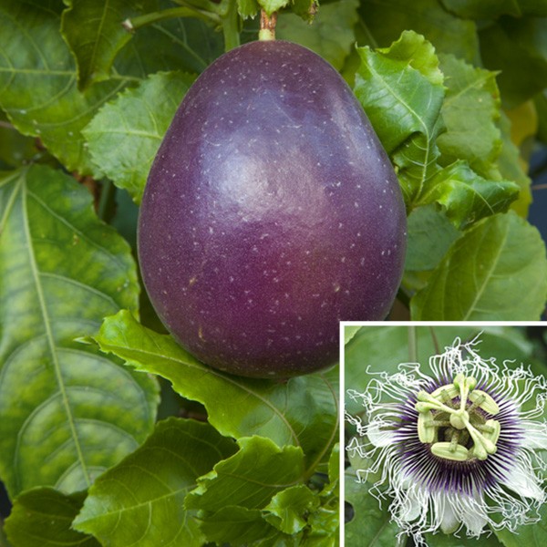 картинка Пассифлора Passiflora Edulis Маракуйя Съедобная фиолетовая семена 3 шт от магазина ThFlora