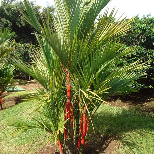 картинка Красная сургучная пальма (Cyrtostachys renda) семена 5 штук от магазина ThFlora