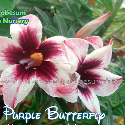 картинка Адениум тучный "Пурпурная Бабочка" семена 3 шт от магазина ThFlora