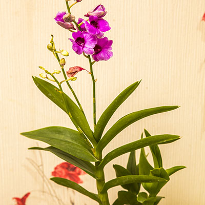 картинка Дендробиум-Фаленопсис (Dendrobium Phalaenopsis) 4936 от магазина ThFlora