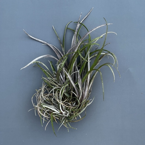 Tillandsia Domingensis