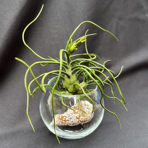 фото Тилландсия Bulbosa clump от магазина ThFlora