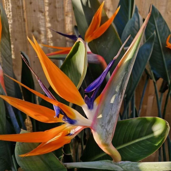 картинка Стрелиция Королевская (Strelitzia Reginae) семена 5 штук от магазина ThFlora