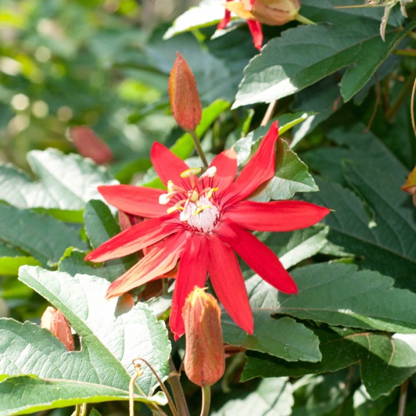 картинка Пассифлора Passiflora Coccinea семена 2 шт от магазина ThFlora