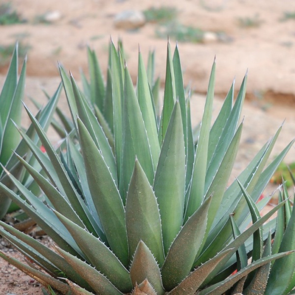 картинка Агава треугольная (Agave triangularis) семена 2 шт от магазина ThFlora