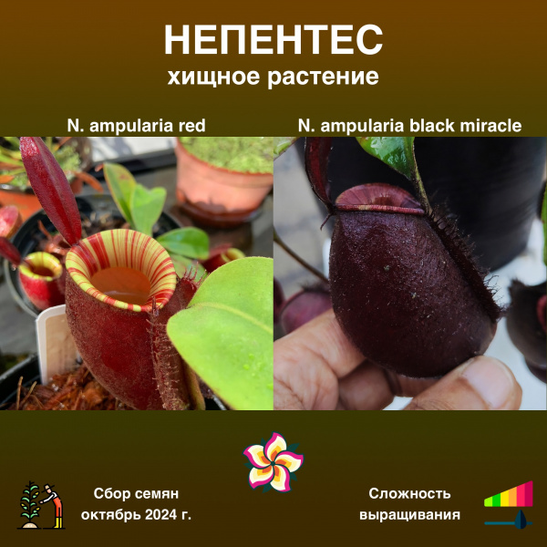 картинка Непентес Nepenthes ampularia red x ampularia black miracle семена 5 штук от магазина ThFlora