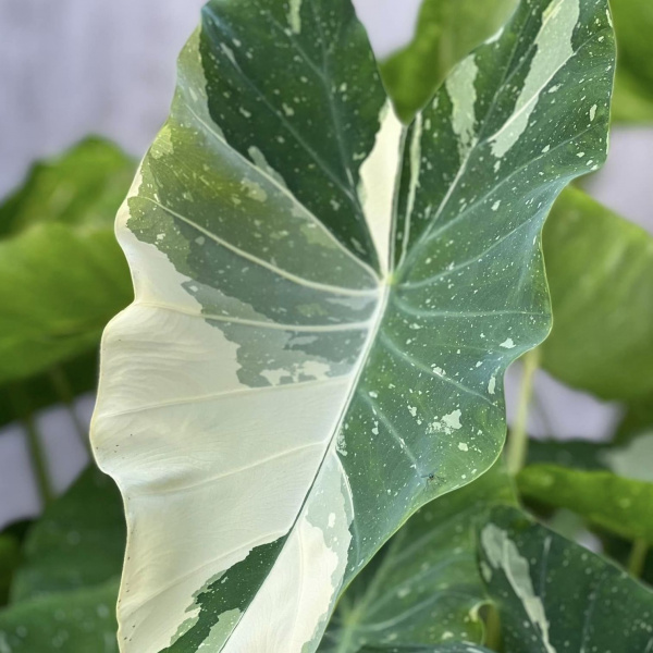 картинка Колоказия Милки Вэй (Colocasia Milky Way) корневище от магазина ThFlora