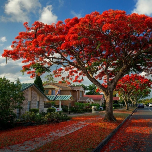 картинка Делоникс королевский (Delonix regia) семена 3 шт от магазина ThFlora