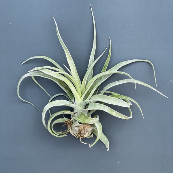 Tillandsia Streptophylla