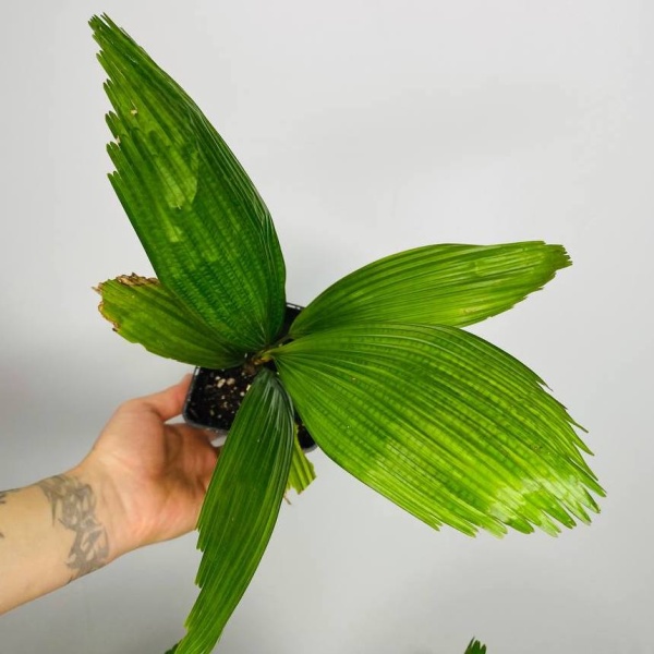 картинка Ликуала Грандис (Licuala Grandis) растение от магазина ThFlora