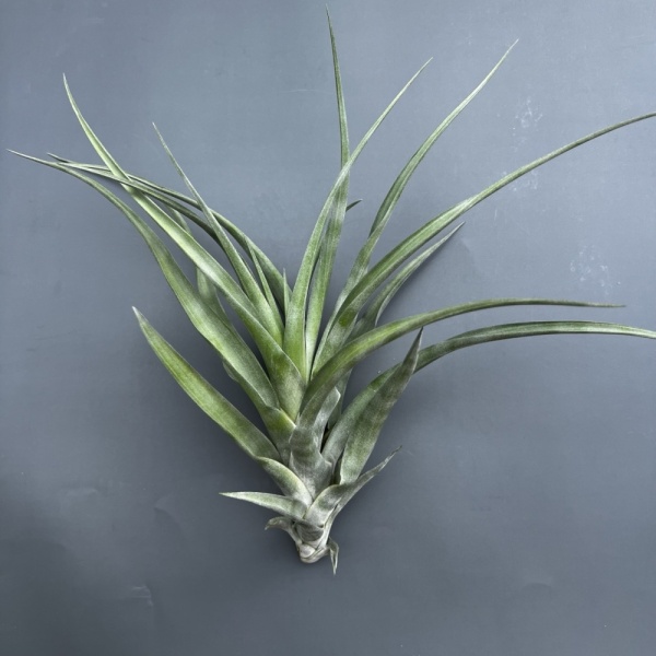 Tillandsia Flexuosa