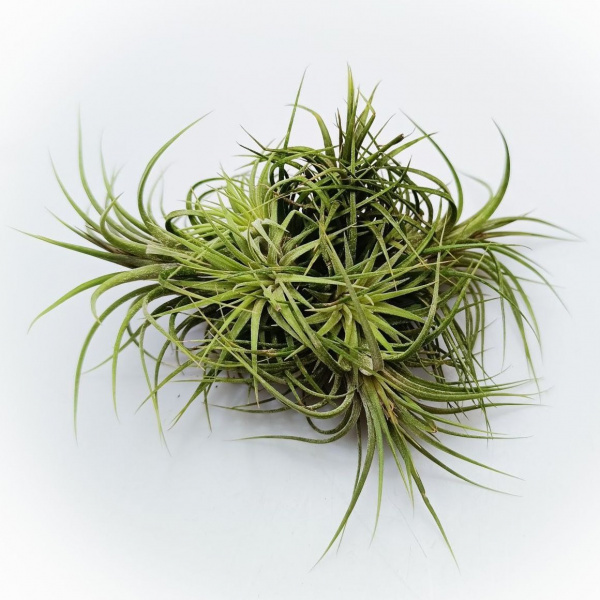 картинка Тилландсия Ионанта стрикта Ionantha var. stricta от магазина ThFlora