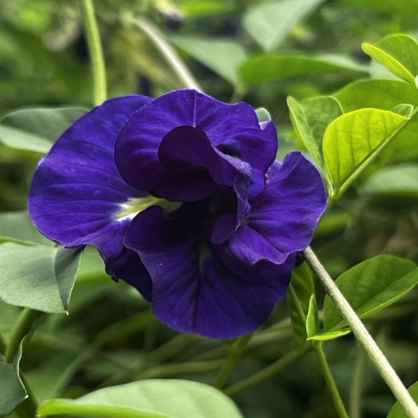 картинка Клитория Clitoria ternatea семена 5 штук от магазина ThFlora