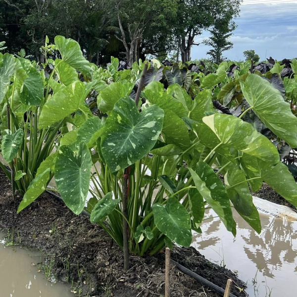 картинка Колоказия Милки Вэй (Colocasia Milky Way) корневище от магазина ThFlora