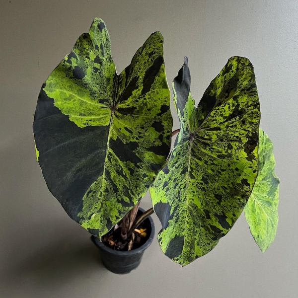 colocasia-mojito