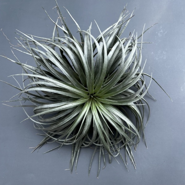 Tillandsia Houston