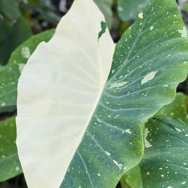 картинка Колоказия Милки Вэй (Colocasia Milky Way) корневище от магазина ThFlora